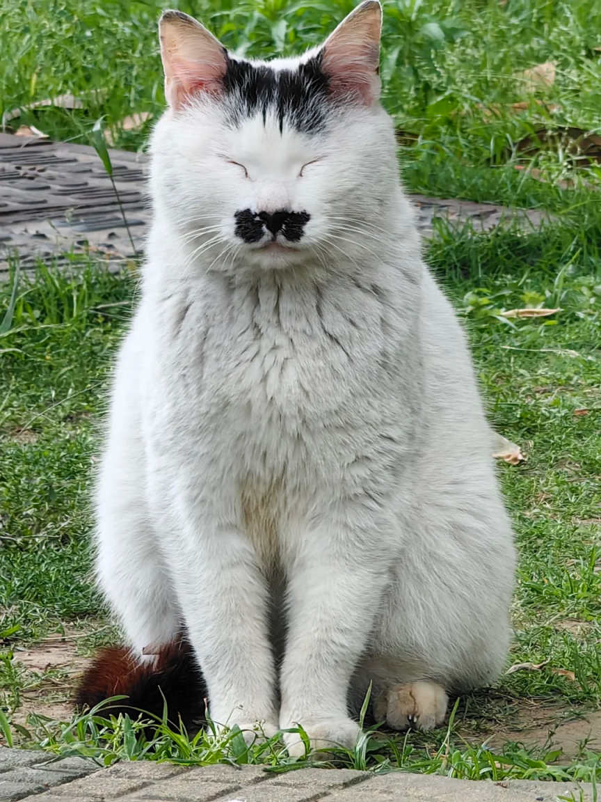 看看学校的明星猫猫