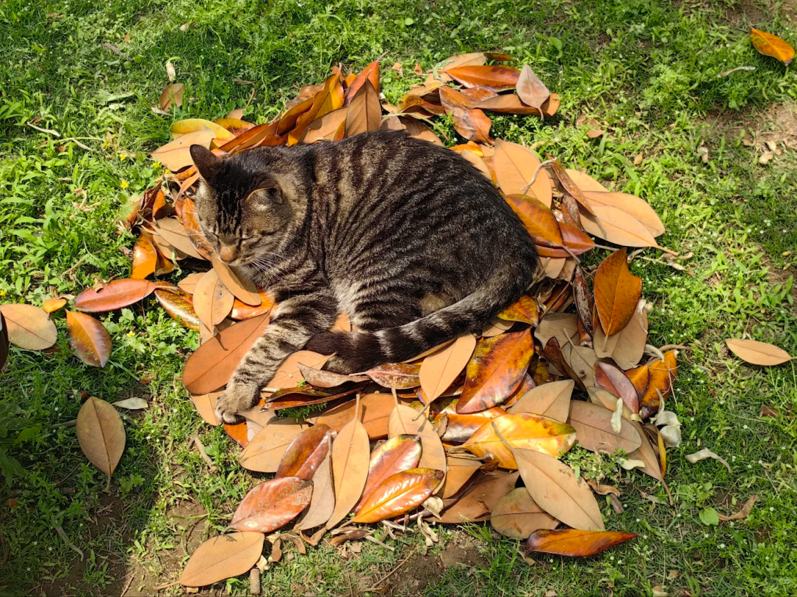 看看学校的明星猫猫