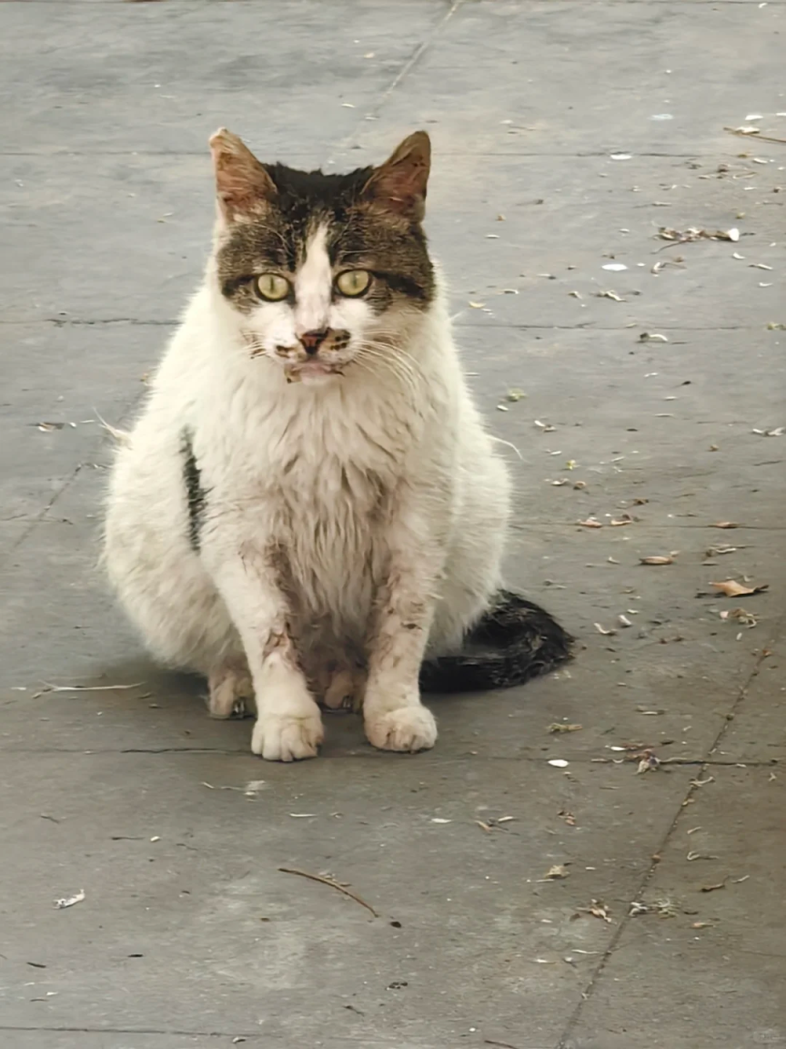 看看学校的明星猫猫